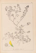 Herbier af den franske flora Pl0272 - Louis Antoine Cusin — visning af kunstværket