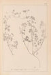 Herbier de la flore française Pl0273 - Louis Antoine Cusin — visning af kunstværket