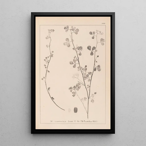 Louis Antoine Cusin - Herbier de la flore franaise Pl0274.webp