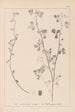 Herbier de la flore française Pl0274 - Louis Antoine Cusin — visning af kunstværket