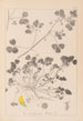 Herbier de la flore française Pl0276 - Louis Antoine Cusin — visning af kunstværket