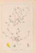 Herbier de la flore française Pl0277 - Louis Antoine Cusin — visning af kunstværket