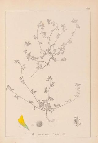 Louis Antoine Cusin - Herbier de la flore franaise Pl0277.webp