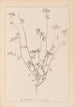 Herbier de la flore française Pl0278 - Louis Antoine Cusin — visning af kunstværket
