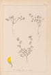 Herbier de la flore française Pl0279 - Louis Antoine Cusin — visning af kunstværket