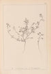 Herbier de la flore française Pl0281 - Louis Antoine Cusin — visning af kunstværket
