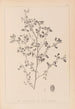 Herbier af den franske flora Pl0282 - Louis Antoine Cusin — visning af kunstværket