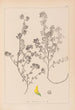 Herbier de la flore française Pl0283 - Louis Antoine Cusin — visning af kunstværket