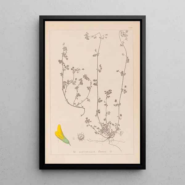 Louis Antoine Cusin - Herbier de la flore franaise Pl0284.webp