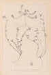 Herbier de la flore française Pl0285 - Louis Antoine Cusin — visning af kunstværket
