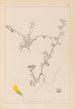 Herbier de la flore française Pl0286 - Louis Antoine Cusin — visning af kunstværket