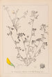 Herbier de la flore française Pl0288 - Louis Antoine Cusin — visning af kunstværket