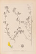 Herbier de la flore française Pl0289 - Louis Antoine Cusin — visning af kunstværket