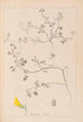 Herbier af den franske flora Pl0290 - Louis Antoine Cusin — visning af kunstværket