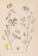 Herbier af den franske flora Pl0291 - Louis Antoine Cusin — visning af kunstværket