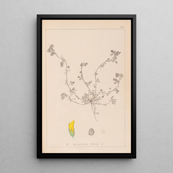 Louis Antoine Cusin - Herbier de la flore franaise Pl0293.webp