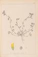 Herbier de la flore française Pl0293 - Louis Antoine Cusin — visning af kunstværket
