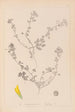 Herbier de la flore française Pl0294 - Louis Antoine Cusin — visning af kunstværket