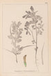 Herbier de la flore française Pl0295 - Louis Antoine Cusin — visning af kunstværket