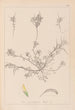 Herbier de la flore française Pl0296 - Louis Antoine Cusin — visning af kunstværket