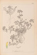 Herbier de la flore française Pl0297 - Louis Antoine Cusin — visning af kunstværket