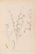 Herbier af den franske flora Pl0298 - Louis Antoine Cusin — visning af kunstværket