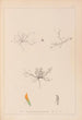 Herbier af den franske flora Pl0299 - Louis Antoine Cusin — visning af kunstværket