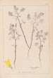 Herbier de la flore française Pl0300 - Louis Antoine Cusin — visning af kunstværket