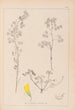 Herbier de la flore française Pl0301 - Louis Antoine Cusin — visning af kunstværket