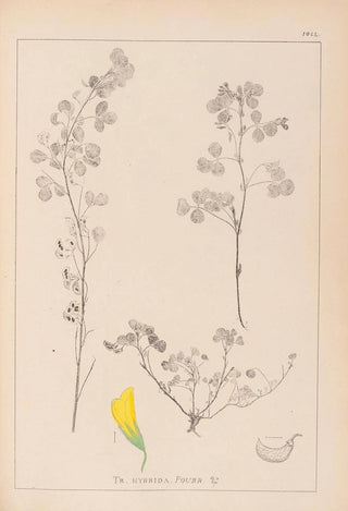 Louis Antoine Cusin - Herbier de la flore franaise Pl0301.webp