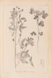 Herbier de la flore française Pl0302 - Louis Antoine Cusin — visning af kunstværket