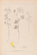 Herbier de la flore française Pl0303 - Louis Antoine Cusin — visning af kunstværket