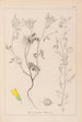 Herbier de la flore française Pl0304 - Louis Antoine Cusin — visning af kunstværket