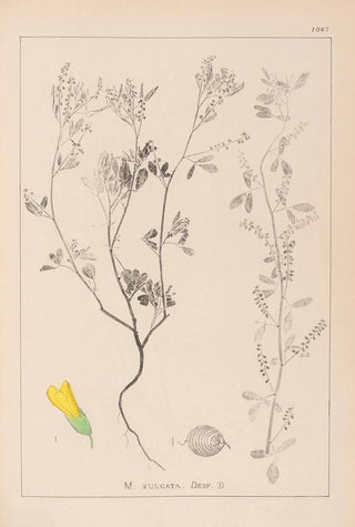 Louis Antoine Cusin - Herbier de la flore franaise Pl0304.webp