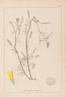 Herbier de la flore française Pl0305 - Louis Antoine Cusin — visning af kunstværket