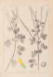 Herbier de la flore française Pl0306 - Louis Antoine Cusin — visning af kunstværket
