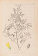 Herbier de la flore française Pl0307 - Louis Antoine Cusin — visning af kunstværket
