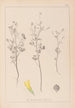 Herbier de la flore française Pl0309 - Louis Antoine Cusin — visning af kunstværket
