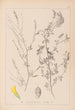 Herbier de la flore française Pl0310 - Louis Antoine Cusin — visning af kunstværket