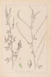 Herbier de la flore française Pl0311 - Louis Antoine Cusin — visning af kunstværket