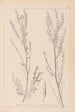 Herbier de la flore française Pl0312 - Louis Antoine Cusin — visning af kunstværket