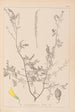 Herbier de la flore française Pl0313 - Louis Antoine Cusin — visning af kunstværket