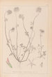 Herbier de la flore française Pl0314 - Louis Antoine Cusin — visning af kunstværket