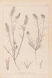 Herbier af den franske flora Pl0315 - Louis Antoine Cusin — visning af kunstværket