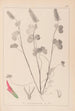 Herbier af den franske flora Pl0316 - Louis Antoine Cusin — visning af kunstværket