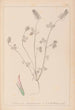 Herbier de la flore française Pl0317 - Louis Antoine Cusin — visning af kunstværket