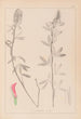 Herbier de la flore française Pl0318 - Louis Antoine Cusin — visning af kunstværket