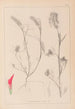 Herbier af den franske flora Pl0319 - Louis Antoine Cusin — visning af kunstværket