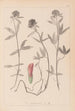 Herbier de la flore française Pl0320 - Louis Antoine Cusin — visning af kunstværket