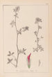 Herbier de la flore française Pl0322 - Louis Antoine Cusin — visning af kunstværket